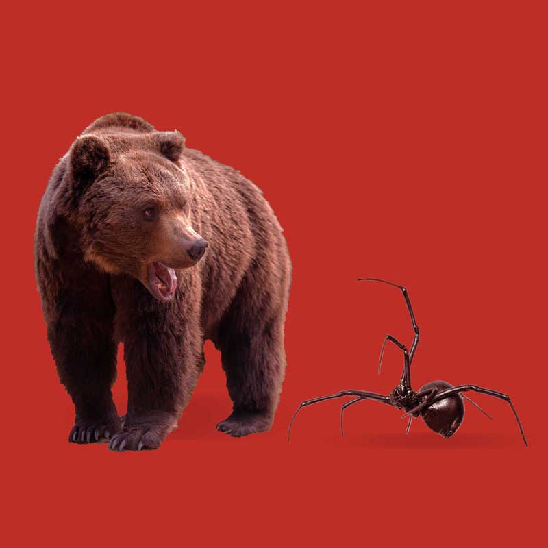 A spider attacking a brown bear, the bear looks startled